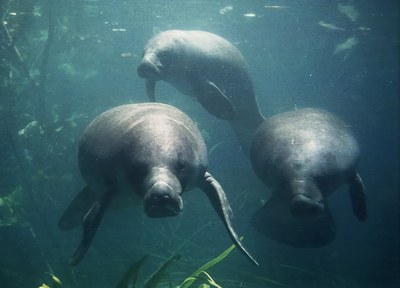 Peixes-bois. Foto: Anselmo d'Affonseca/ AMPA.