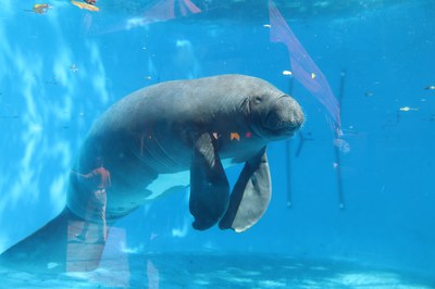 Atrativo tanques de peixes-bois do Bosque. Foto: Paulo Vinicius- PCE/Inpa.