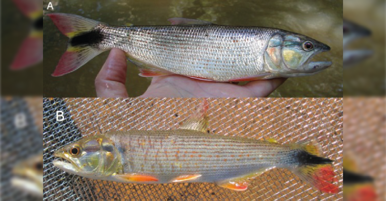 Foto Peixe Dourado SAlminus Santosi.png