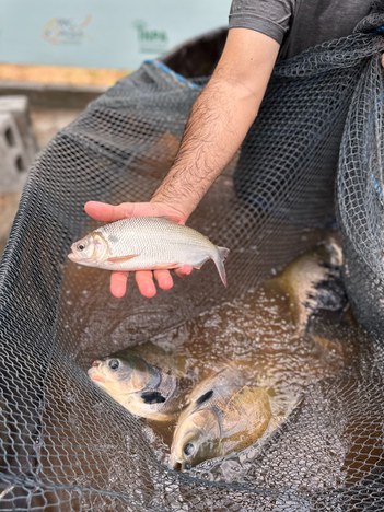Bioflocos_criação intensiva de peixes_Foto Acervo LAFAP INPA1.jpg
