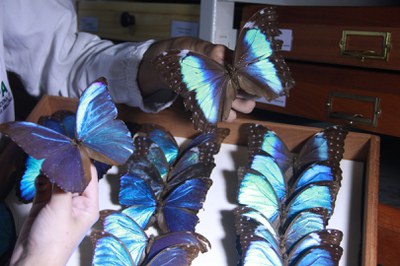 Coleções INPA - Mamíferos e Invertebrados - 05.08.2022- Lucas Batista - ASCOM INPA (138).JPG