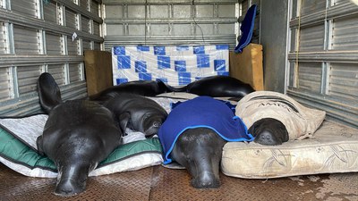 Pré-soltura peixe-boi 2024 _INPA_Foto Anselmo D'Affonseca (1).jpeg