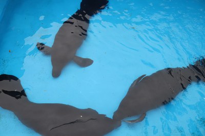 Pré-soltura peixe-boi 2024 _INPA_Foto Pedro Felipe_ASCOM INPA (2).jpeg