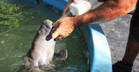 Inpa recebe primeiro filhote de peixe-boi resgatado deste ano
