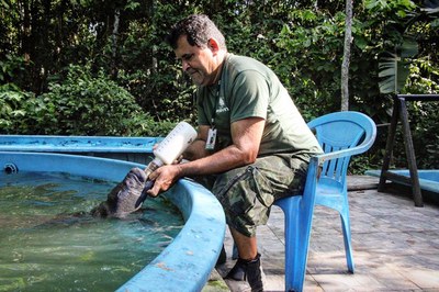 Filhote de peixe-boi sendo amamentado.Crédito: Fernanda Farias / Ascom Ampa
