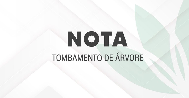 Tombameto de árvore_Foto Camila Barbosa1_Ascom Inpa.png