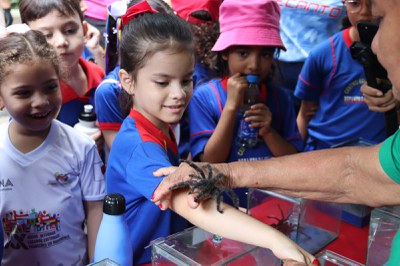 Com supervisão técnica, estudantes interagem com aranhas caranguejeiras. Foto: Victor Mamede/ Ascom Inpa.
