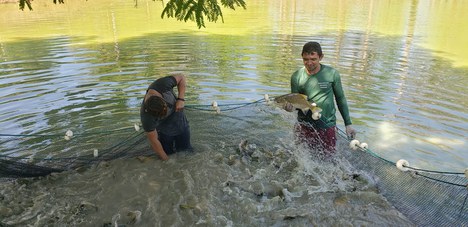 Piscicultura familiar_Acervo Ligia Uribe_INPA (2).jpeg