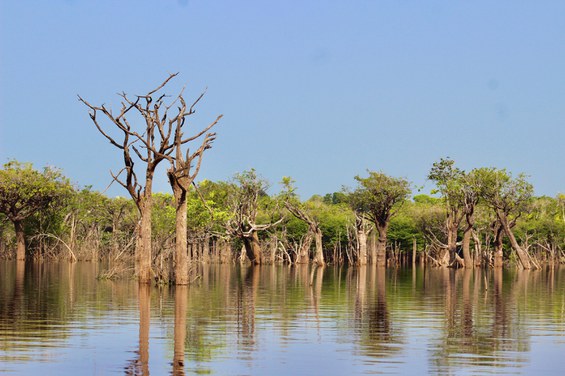 Áreas alagáveis. Foto: Kelvin Uchoa- PeldMaua/ Inpa.