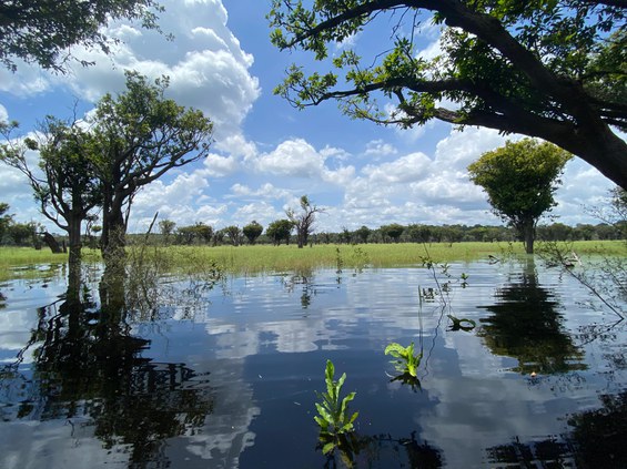 Áreas alagáveis. Foto: Kelvin Uchoa- PeldMaua/ Inpa.