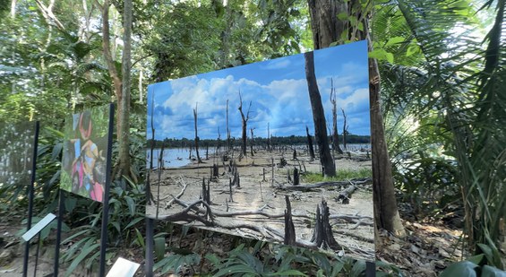 Imagem mostra uma floresta morta de igapó no rio Uatumã, em decorrência da barragem de Balbina, no Amazonas. Foto: Igor Souza- Ascom Inpa. 
