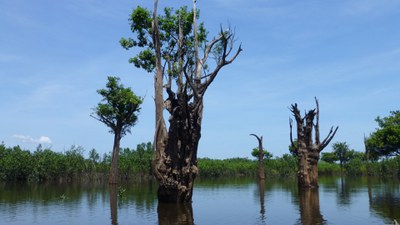 Árvores mortas de Eschweilera tenuifolia no PARNA Jau _Acervo Peld Maua.jpg