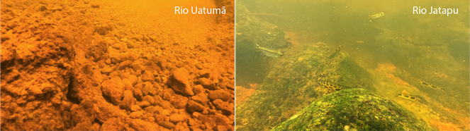 Imagens subaquáticas das cachoeiras do rio Uatumã e rio Jatapu. Foto: Leandro Sousa