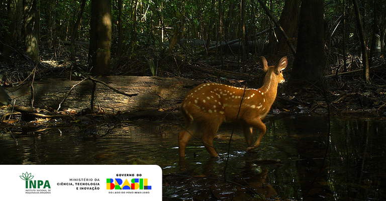 Caça de animais silvestres