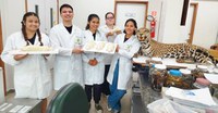 Inpa realiza curso de Taxidermia de Mamíferos para bolsistas das coleções e GPMA