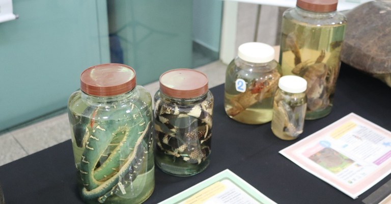 Visita Colecao Anfibios e répteis_Foto Igor Souza_ASCOM INPA.JPG