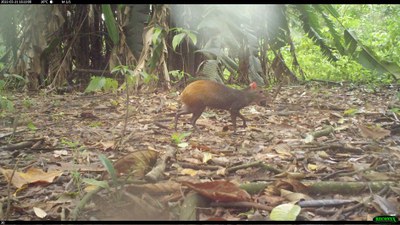 Cutia silvestre (Dasyprocta leporina) registrada no Bosque da Ciência por armadilhas fotográficas do GPMA em 2022.