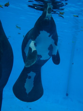 Foto: Divulgação Ampa.