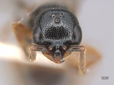 Foto de vespa-achatada retirada em lupa com vista dorsal em que podem ser vistas estruturas como ocelos, olhos, clípeo e antena. Foto: Leonardo Gomes- Acervo Pessoal.