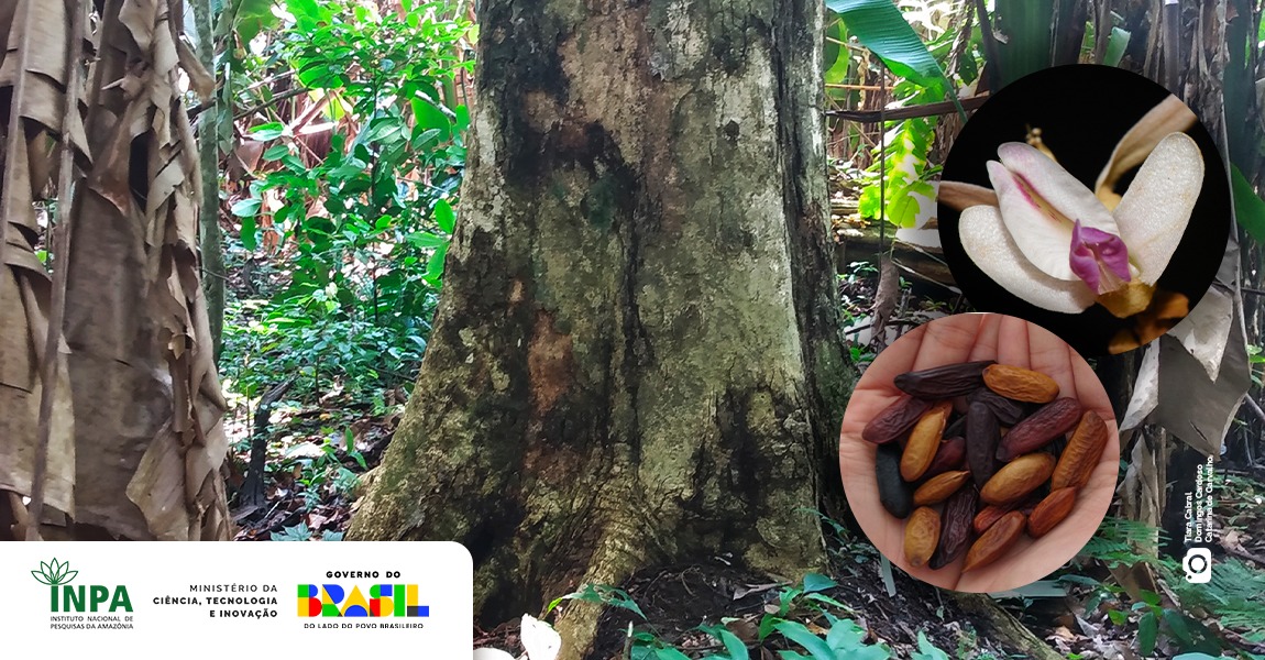 Pesquisa do Inpa revela que mudanças climáticas ameaçam espécies amazônicas de alto valor econômico e cultural