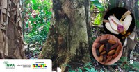 Pesquisa do Inpa revela que mudanças climáticas ameaçam espécies amazônicas de alto valor econômico e cultural