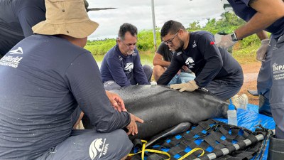 Avaliação de saúde dos peixes-bois. Foto: Fernanda Farias- Ascom Ampa.