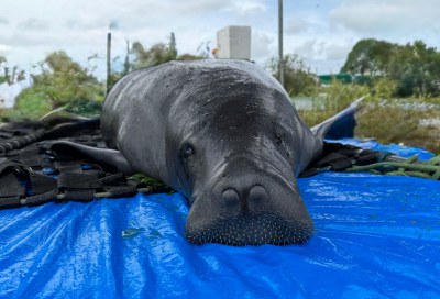 Peixe-boi da Amazônia. Foto: Fernanda Farias- Ascom Ampa.