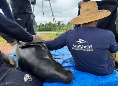 Ultrassom em fêmea. Foto: Fernanda Farias- Ascom Ampa.