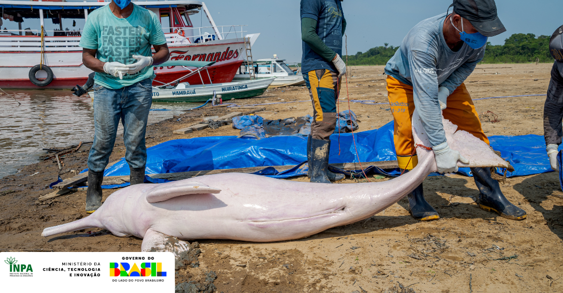 Seca extrema e temperaturas recordes de até 41°C levaram ao superaquecimento dos lagos amazônicos, revela estudo publicado na Science