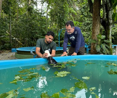 Amamentação de filhote de peixe-boi no berçário do Inpa. Foto Fernanda Farias - Ascom Ampa.