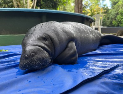 Filhote de peixe-boi resgatado, no berçário do Inpa. Foto Fernanda farias- Ascom Ampa.