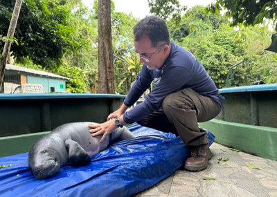 Veterinário avaliando saúde de filhote de peixe-boi. Foto Fernanda Farias - Ascom Ampa