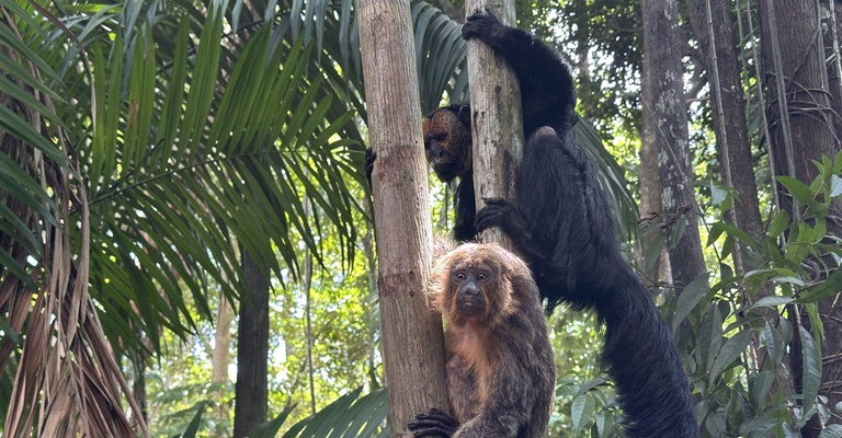 Macaco Parauacu_Bosque da Ciência_Foto Cimone Barros_Ascom Inpa.JPG