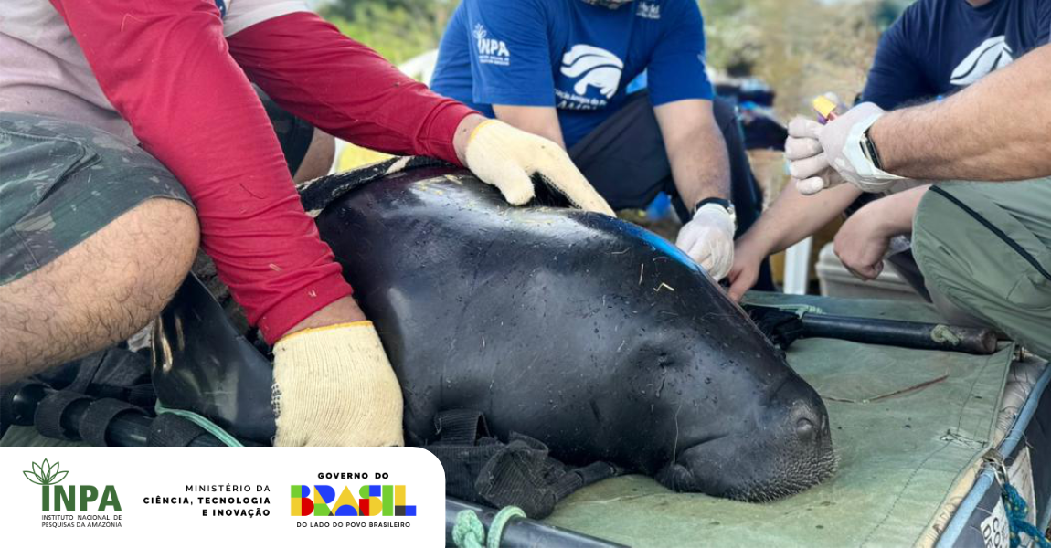 Captura técnica para avaliação de saúde de peixes-bois antes da soltura é realizada pelo Inpa e Ampa