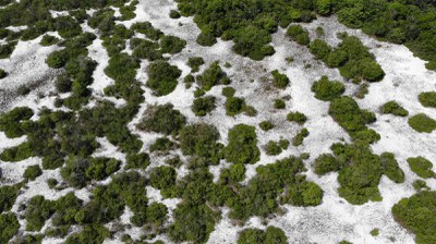 Campinaranas. Foto: acervo PELD MAUA.