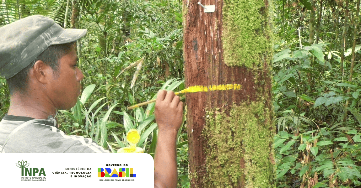 Estudo evidencia efeitos das mudanças climáticas sobre a diversidade arbórea na Amazônia e nos Andes