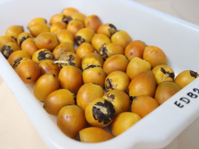 Um dos tipos de pupunha degustado na avaliação sensorial. Foto: Kaylane Golvin- Ascom Inpa. 