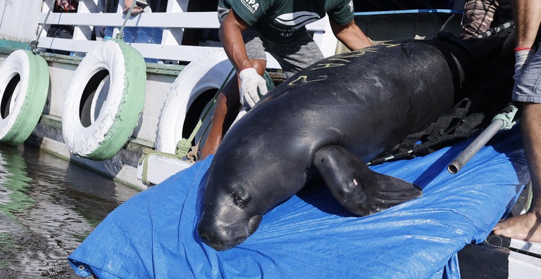Soltura de peixe-boi na Reserva de Desenvolvimento Sustentável Piagaçu-Purus