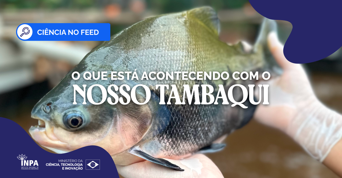 Tambaqui é classificado como vulnerável e pesquisadora do Inpa alerta para queda na população