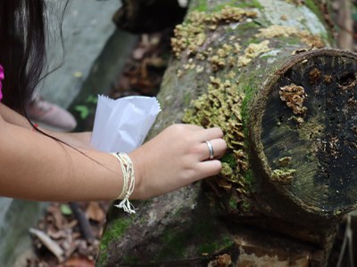 Coleta de fungos no Bosque da Ciência do Inpa. Foto: Igor Souza- Ascom Inpa.