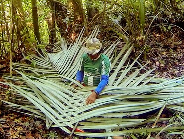 Patauá (Oenocarpus bataua) é uma das espécies de palmeira domesticada e hiperdominante nas florestas amazônicas. Território Paumari, Igarapé Minoã, Amazonas. Foto: André P. Antunes.