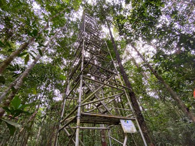 AmazonFACE_Visita ministra MCTI_Chanceler britânico_Foto Victor Mamede_Ascom INPA (7).jfif