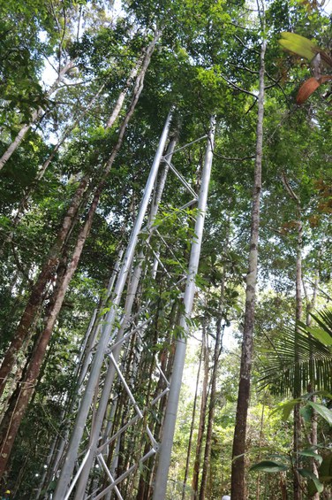 AmazonFACE_Pré-inaguração Sítio Experimental_ZF02_Foto Cimone Barros_ASCOM INPA  (115).JPG