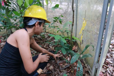 AmazonFACE_Pré-inaguração Sítio Experimental_ZF02_Foto Cimone Barros_ASCOM INPA  (249).JPG