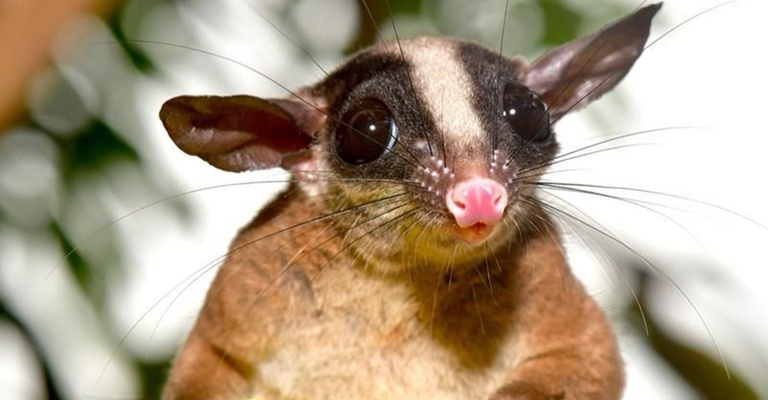 Cuíca-de-cauda-peluda - Glironia venusta