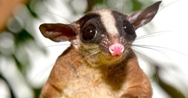 Cuíca-de-cauda-peluda - Glironia venusta