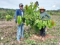 Castanheira é promissora para potencializar a silvicultura de espécies nativas e gerar negócios no setor florestal da Amazônia