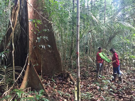 Crescimento da floresta limitado pelo fosforo - Foto acervo do projeto AFEX_INPA (1).jpg