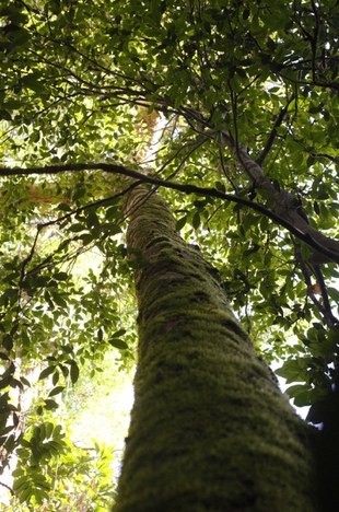 Crescimento da floresta limitado pelo fosforo - Foto acervo do projeto AFEX_INPA (7).jpg.jpeg