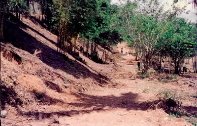 DiaDaArvore (6).jpeg